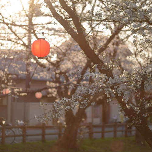 埼玉　新河岸川の桜